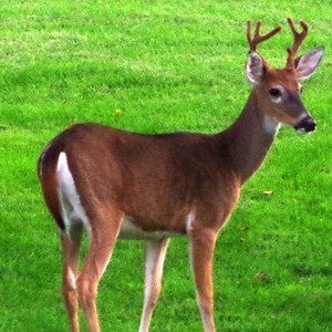 Meet your Posher, Sharon